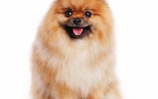 How to Stop Pomeranian Barking: Best Amazon Products Compared (Complete Buyer’s Guide)