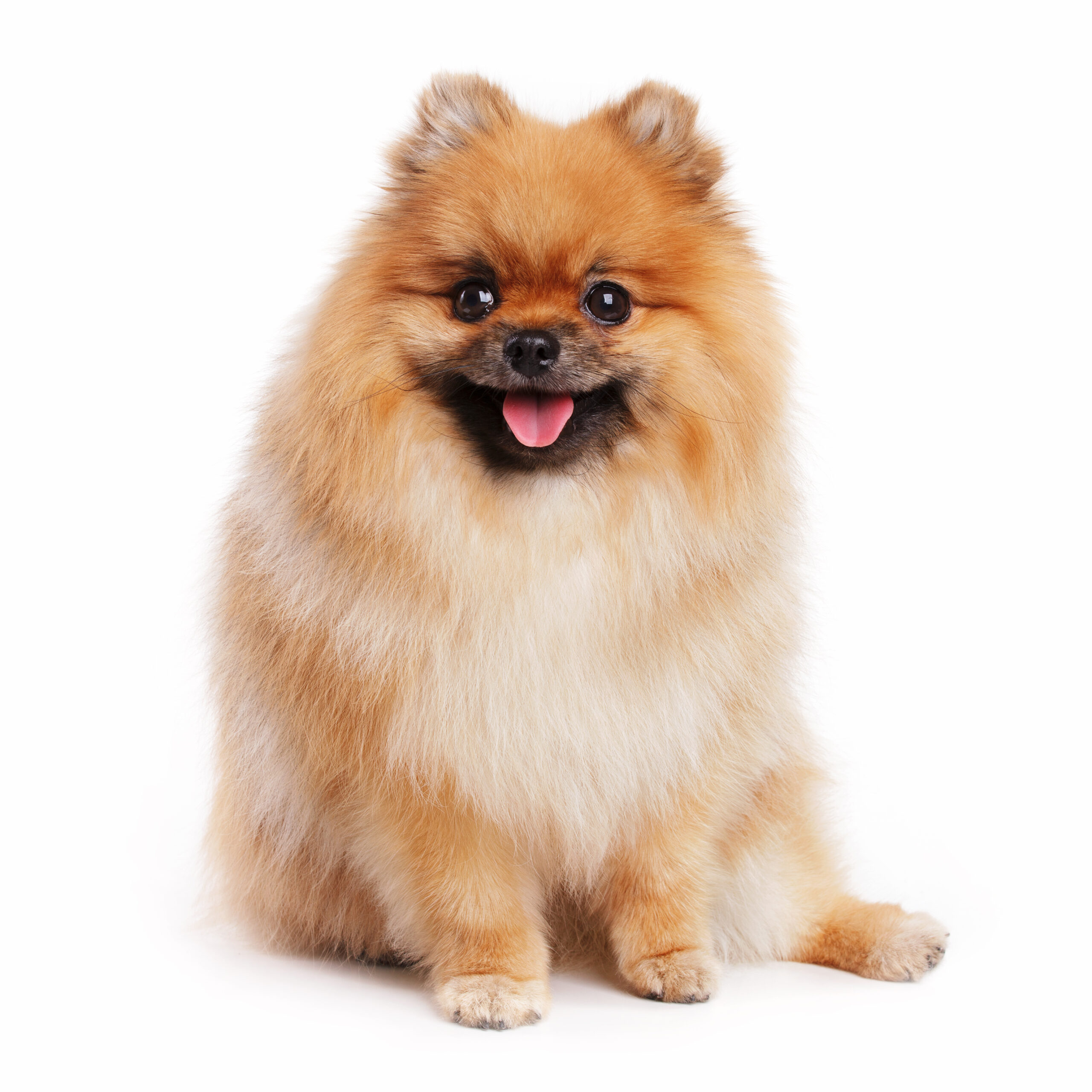 How to Stop Pomeranian Barking: Best Amazon Products Compared (Complete Buyer’s Guide)