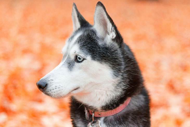 Best Shock Collar for Husky 2025: Reviews + Buying Guide Best Shock Collar for Husky 2025: Reviews + Buying Guide
