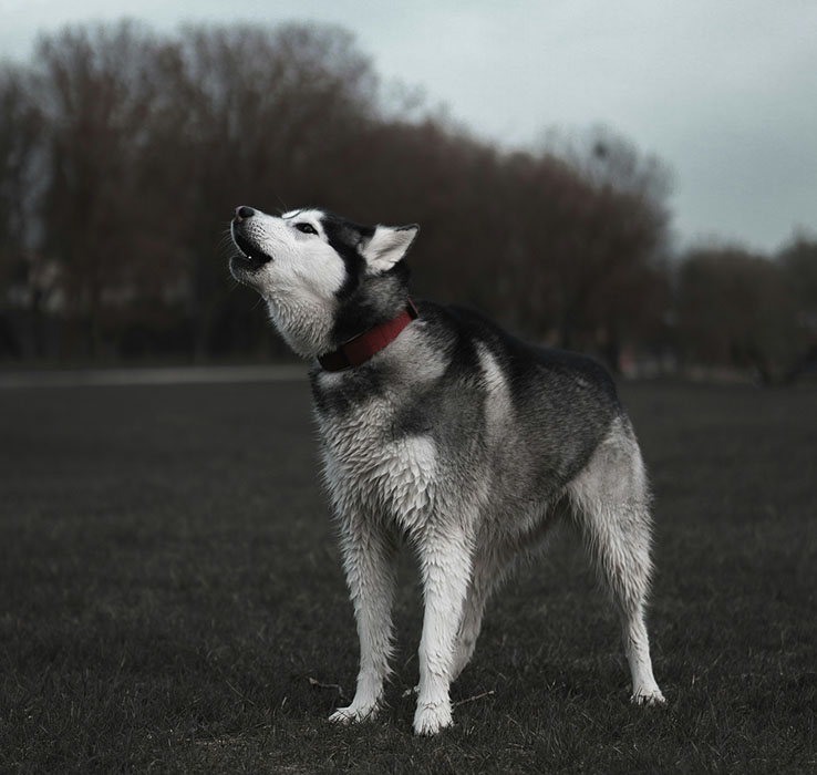 Best Shock Collar for Husky