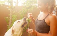 Healthy Pups Start Here: Vet-Recommended Dog Supplements You Can Trust