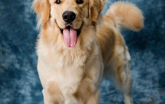 Your Labrador Will Love These Top Dog Toys (And They Last!)