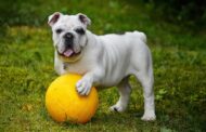 Ready, Set, Fetch! Best Pet Gear for First-Time Dog Owners
