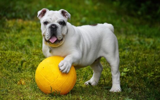 Ready, Set, Fetch! Best Pet Gear for First-Time Dog Owners