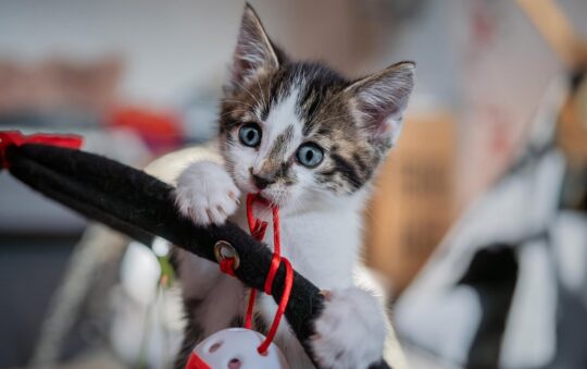 Chase, Bat, Pounce! The Best Interactive Toys for House Cats