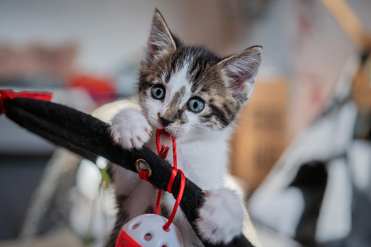 Chase, Bat, Pounce! The Best Interactive Toys for House Cats