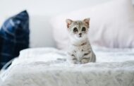 Purr-fectly Safe: Non-Toxic Litters Your Kitten Will Love