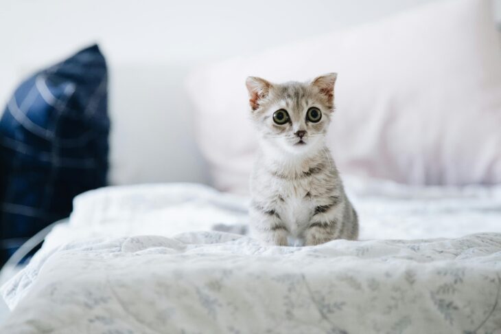 Purr-fectly Safe: Non-Toxic Litters Your Kitten Will Love