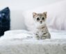 Purr-fectly Safe: Non-Toxic Litters Your Kitten Will Love