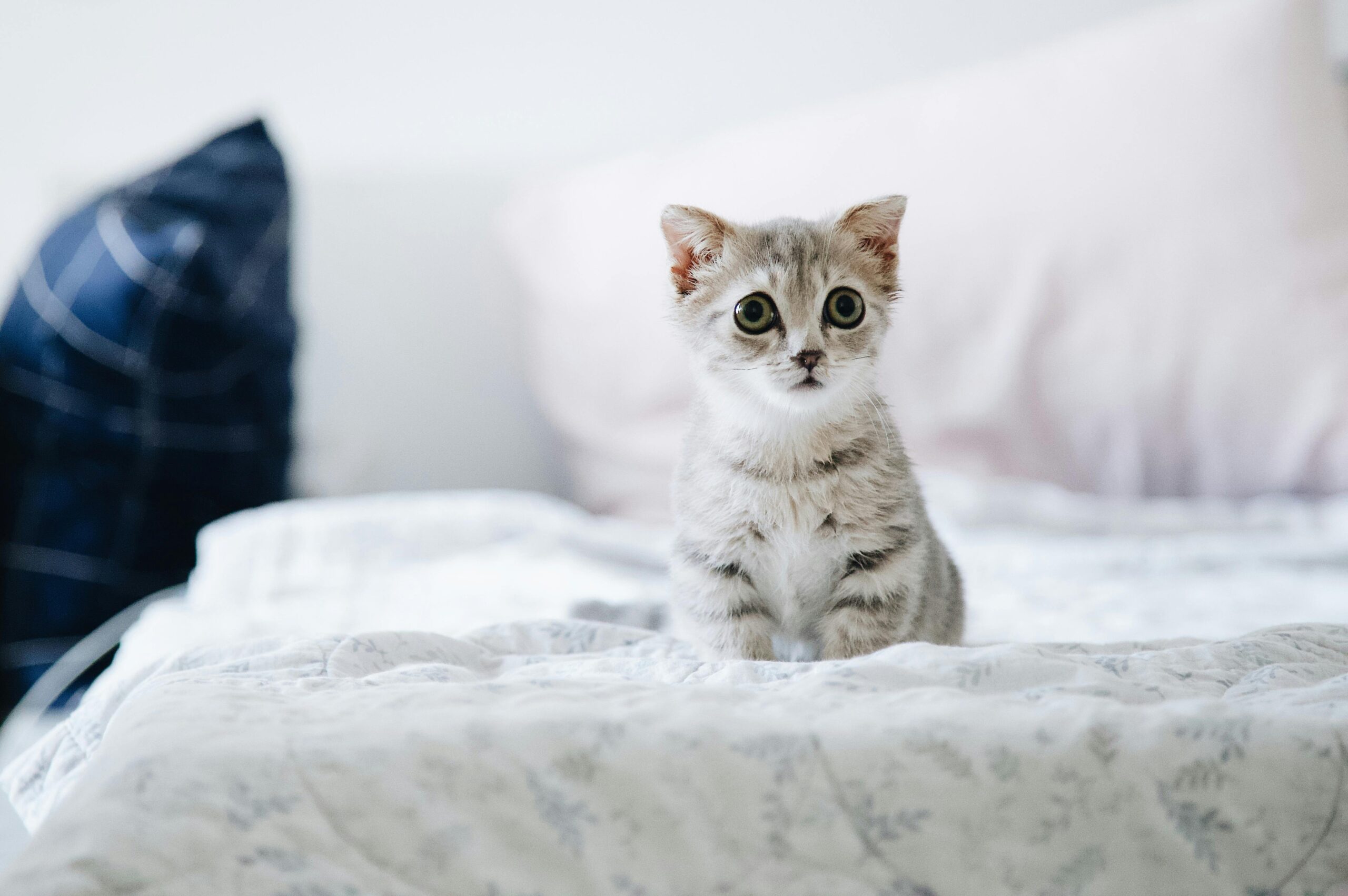 Purr-fectly Safe: Non-Toxic Litters Your Kitten Will Love