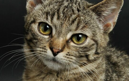 Protect Your Cat and Kitten: Best Flea and Tick Treatments That Are Safe for All Ages