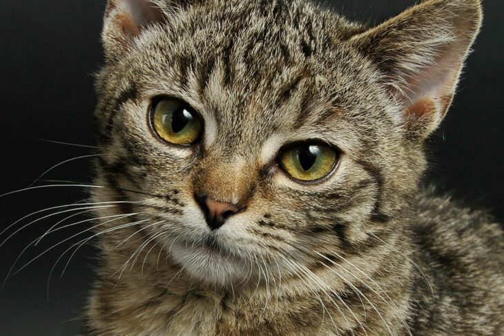 Protect Your Cat and Kitten: Best Flea and Tick Treatments That Are Safe for All Ages