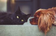 Upgrade Your Pet’s Life: Best Pet Supplies of 2025