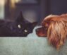 Upgrade Your Pet’s Life: Best Pet Supplies of 2025