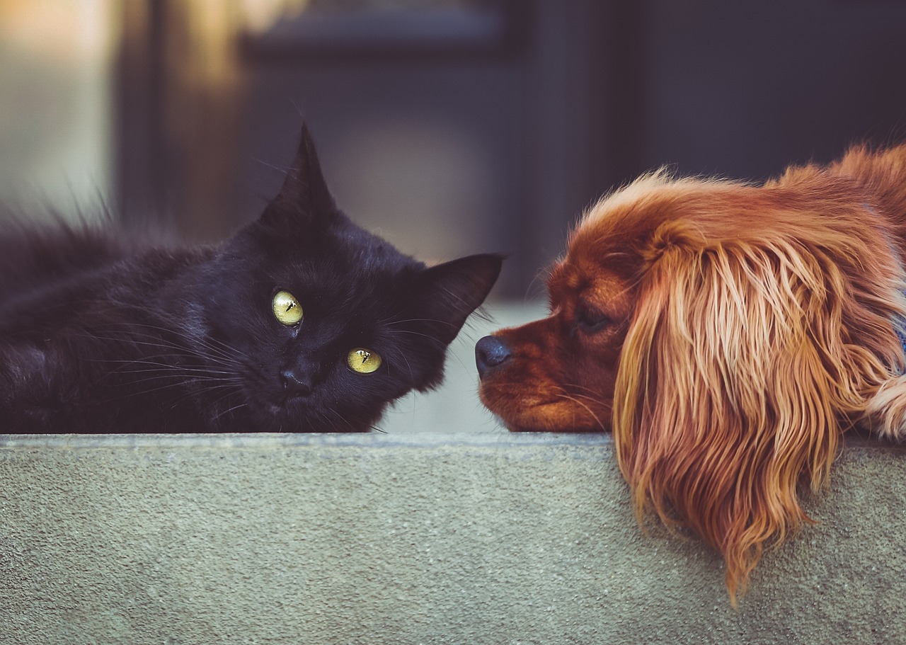 Upgrade Your Pet’s Life: Best Pet Supplies of 2025