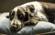 Big Dogs, Big Comfort: Best Beds for Large Breeds