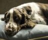Big Dogs, Big Comfort: Best Beds for Large Breeds