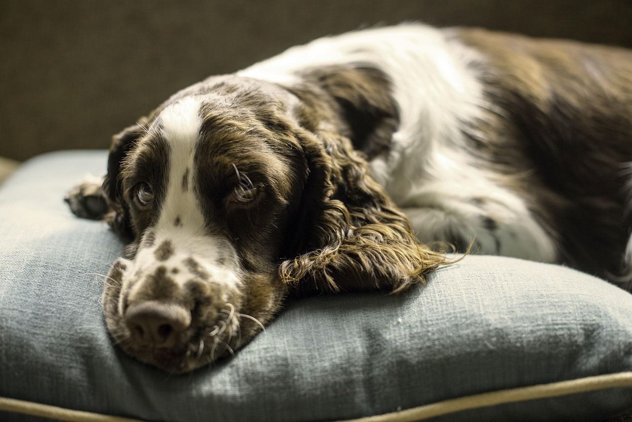 Big Dogs, Big Comfort: Best Beds for Large Breeds