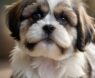 🐶 What Are the Best Brushes or Combs for a Shih Tzu’s Coat?