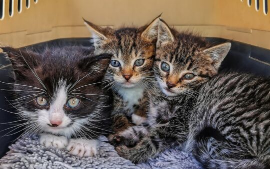 Best Travel Carrier for Cats on Airplanes in 2026 — Comprehensive Guide