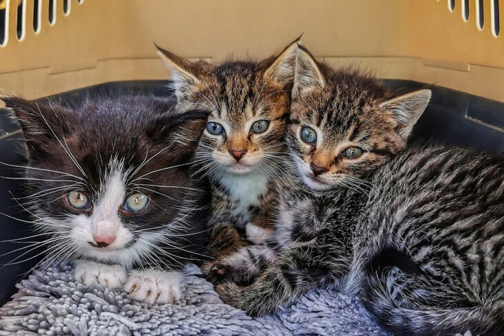 Best Travel Carrier for Cats on Airplanes in 2026 — Comprehensive Guide