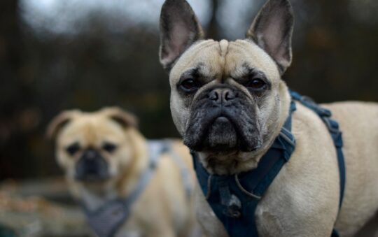 The 2026 K9 Duty Report: Best Load-Bearing Tactical Harnesses for Working Breeds