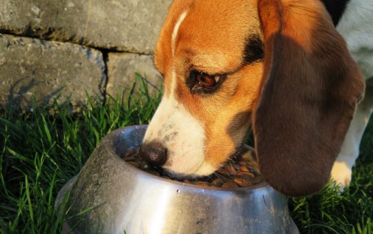🐶 Wet vs Dry Dog Food — Which Is Better?