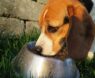 🐶 Wet vs Dry Dog Food — Which Is Better?