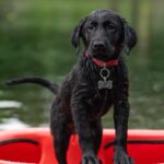 jatocreate labrador 7392840 1280