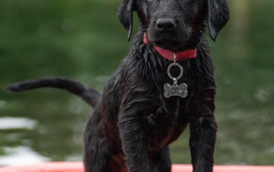 **Fi Series 3+ Smart Dog Collar vs Whistle Go — Which Dog GPS Tracker Is Better? (2026 Review Guide)