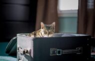 The 2026 Road Trip Safety Report: Best Crash-Tested Cat Carriers for Long Drives