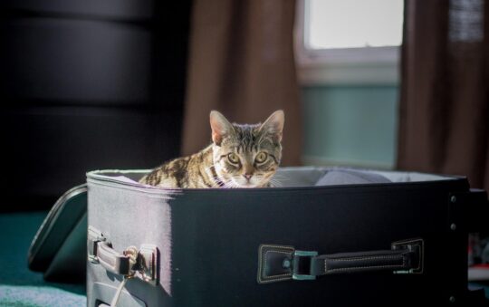 The 2026 Road Trip Safety Report: Best Crash-Tested Cat Carriers for Long Drives