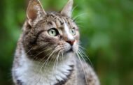 The 2026 Houdini Report: Best No-Escape GPS Trackers for Adventurous Cats
