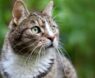 The 2026 Houdini Report: Best No-Escape GPS Trackers for Adventurous Cats