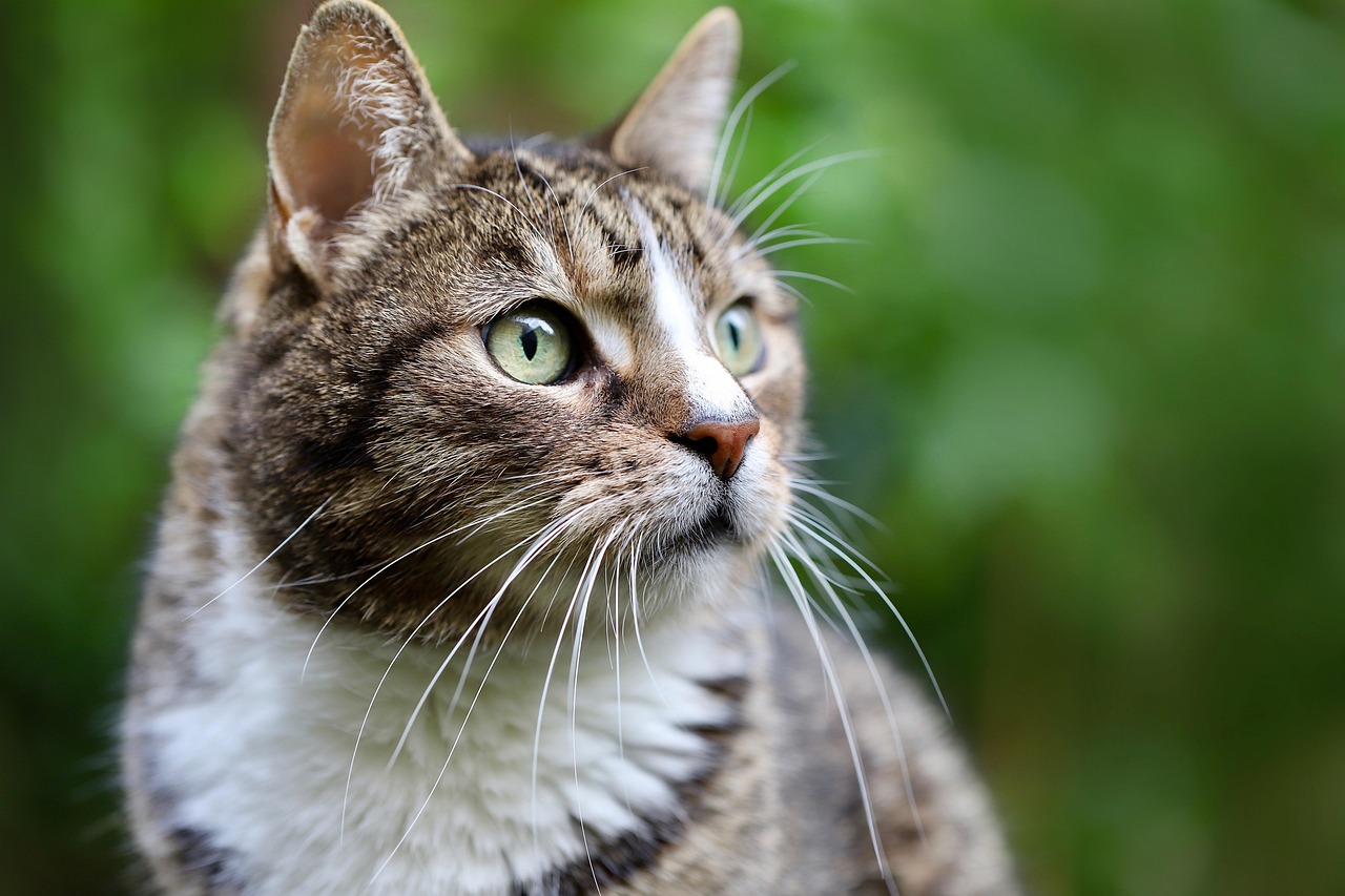 The 2026 Houdini Report: Best No-Escape GPS Trackers for Adventurous Cats