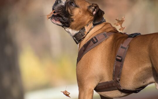 🐕‍🦺 Ruffwear vs OneTigris Harness Comparison