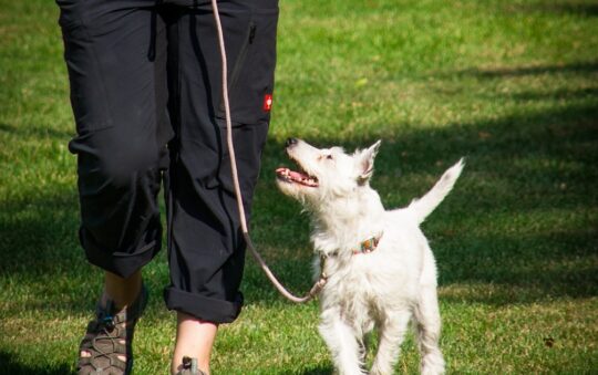 🐕 How Often Should I Walk My Dog?