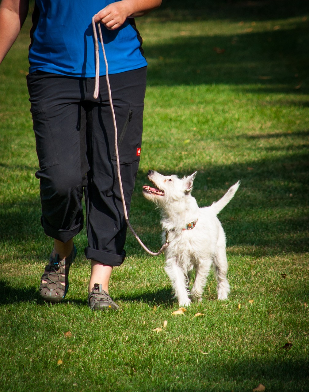 🐕 How Often Should I Walk My Dog?