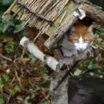 mrsbrown cat 3283878 1280