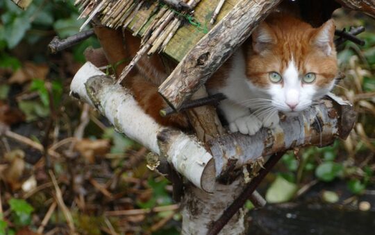 Always Connected: 2026’s Best Cat Feeders with 360° Cameras and 2-Way Audio