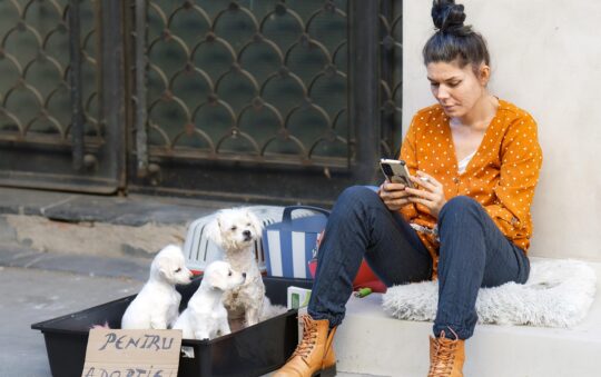 🐾 Should I Adopt or Buy From a Breeder?