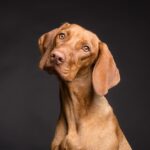 vizslafotozas dog 3277416 1280