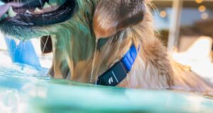 81 DrdBGrUL. AC SL1500