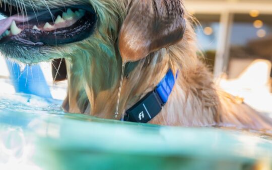 Fi Series 3 Review: The 2026 “Invisible Leash” for Your Resident Houdini