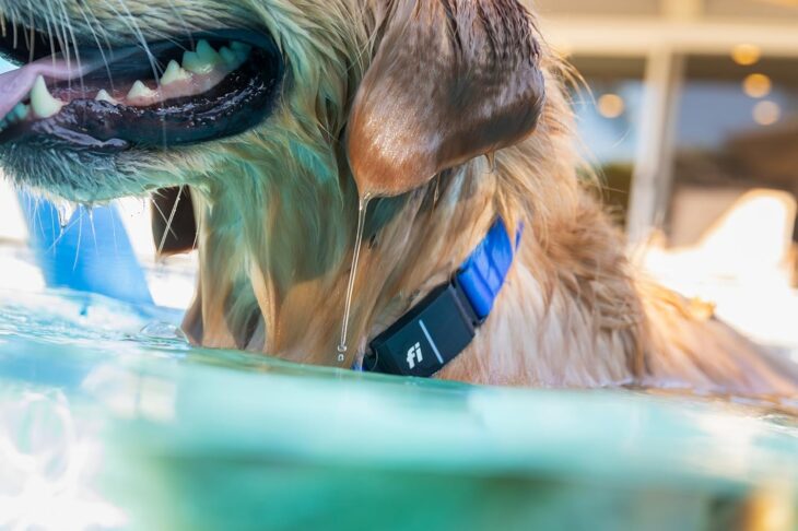 Fi Series 3 Review: The 2026 “Invisible Leash” for Your Resident Houdini