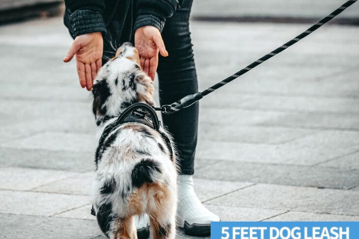 The 600 Pound Snap Test: Which Heavy Duty Leashes Actually Held?